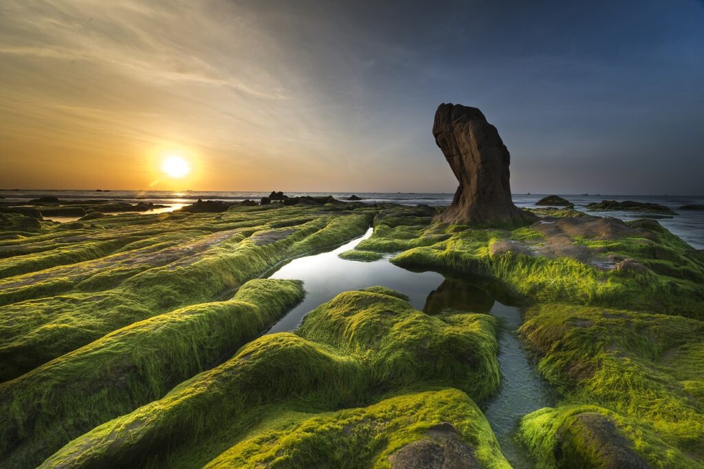 coast, wallpaper hd, algae-3358820.jpg